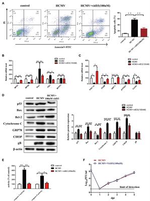 Vitamin D3 Suppresses Human Cytomegalovirus-Induced Vascular Endothelial Apoptosis via Rectification of Paradoxical m6A Modification of Mitochondrial Calcium Uniporter mRNA, Which Is Regulated by METTL3 and YTHDF3